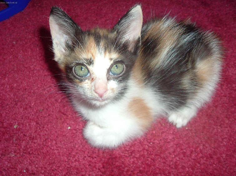 Fotky: Japonsk� bobtail (foto, obrazky)