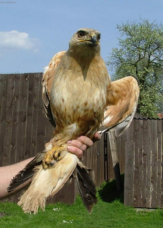 Foto: K�n� b�lochvost� (Buteo rufinus)