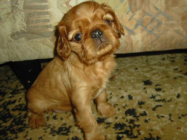 Fotky: Kaval�r King Charles �pan�l (foto, obrazky)