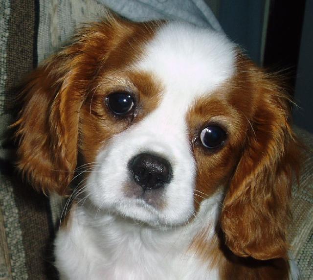 Fotky: Kaval�r King Charles �pan�l (foto, obrazky)