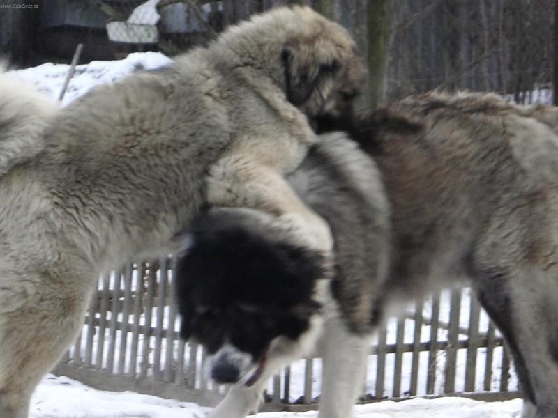 Fotky: Kavkazsk� pasteveck� pes (foto, obrazky)
