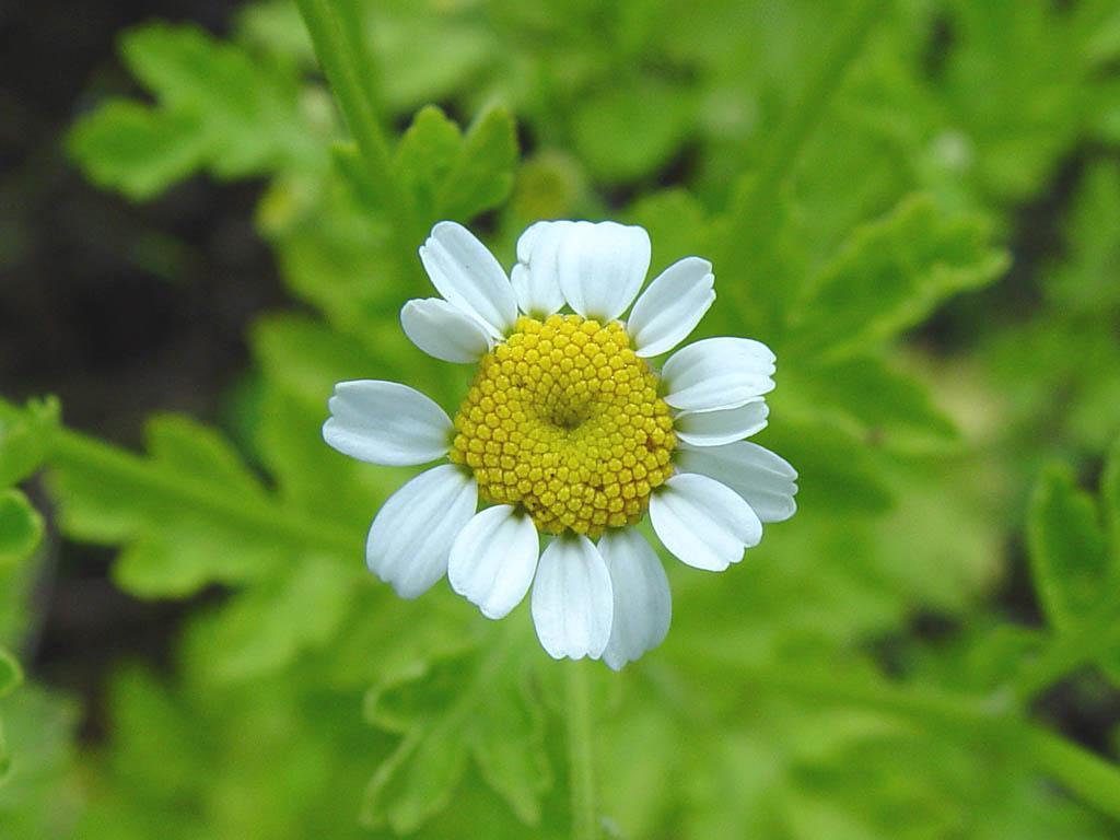 Fotky: Kopretina �imbaba (foto, obrazky)