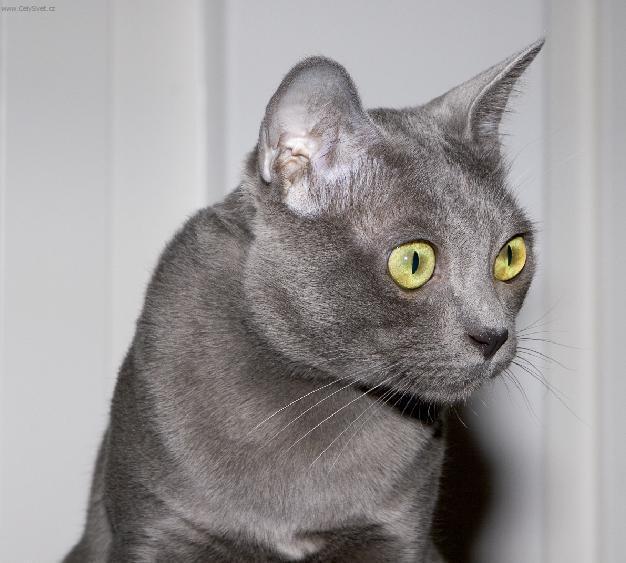 Foto: Korat ko�ka