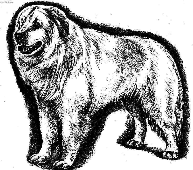 Foto: Kuvasz-Kresba