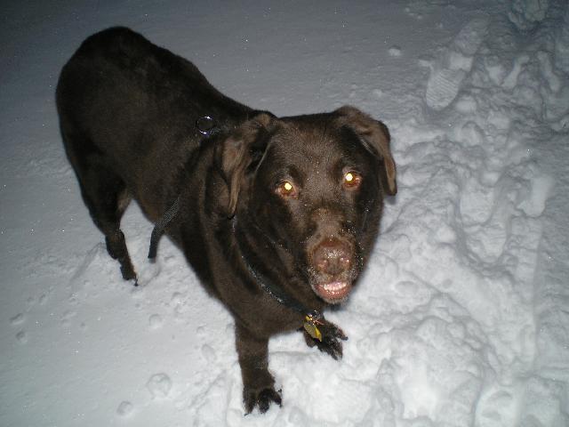 Fotky: Labradorsk� retr�vr (foto, obrazky)