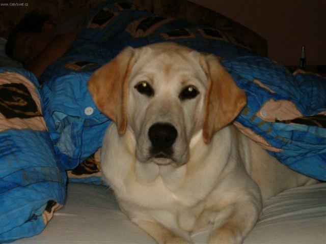 Fotky: Labradorsk� retr�vr (foto, obrazky)