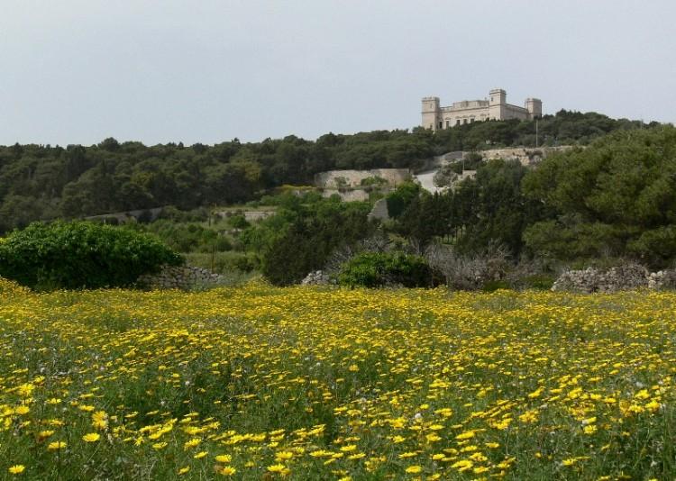 Foto: Malta-Buskett