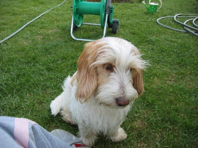 Foto: Mal� hrubosrst� vend�esk� basset-Am�lka. |Majitelka: Tereza Sokol��kov�