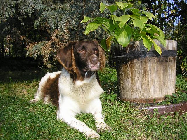 Fotky: Mal� m�nsterlandsk� oha� (foto, obrazky)