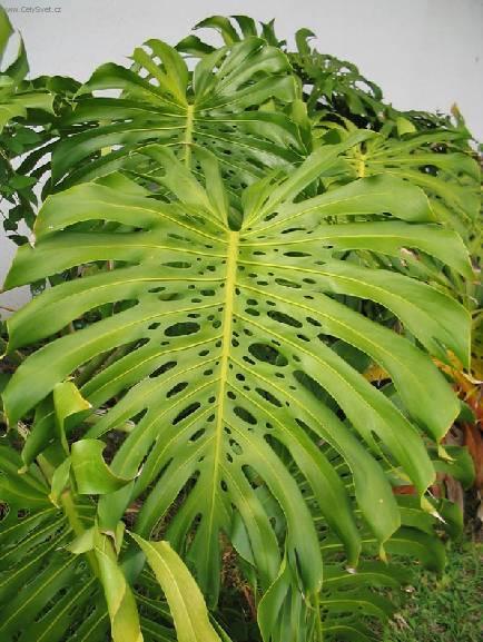 Foto: Monstera