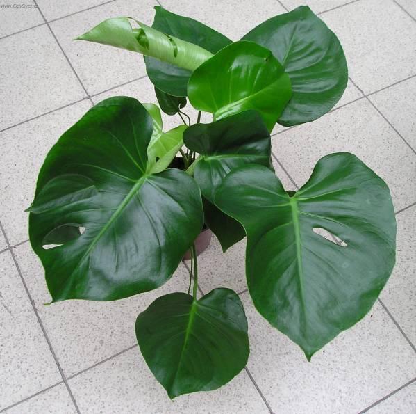 Foto: Monstera-Z vlastn� sb�rky