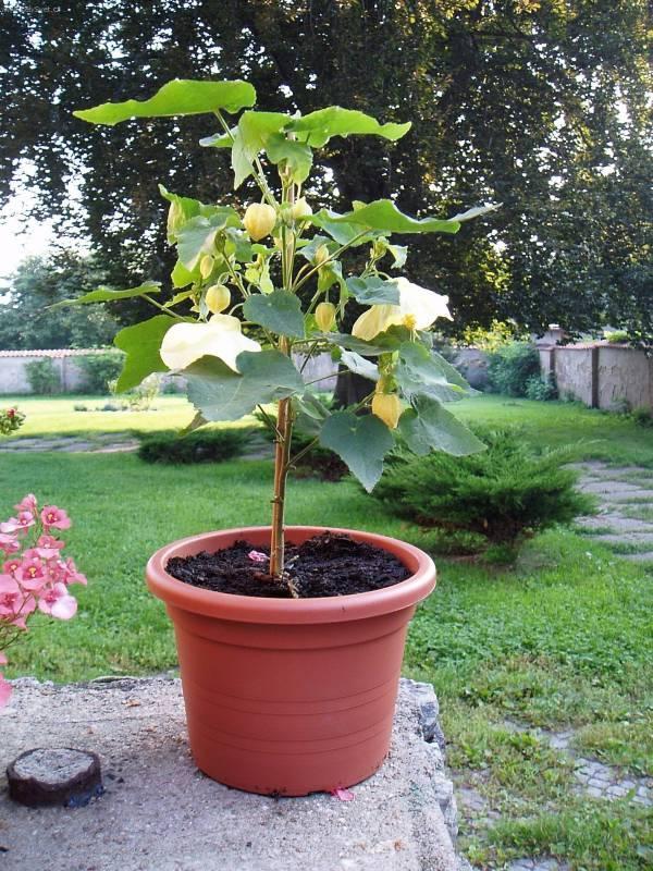 Foto: Mra���k, pokojov� javor-�lut� mra���k p�stovan� na km�nek