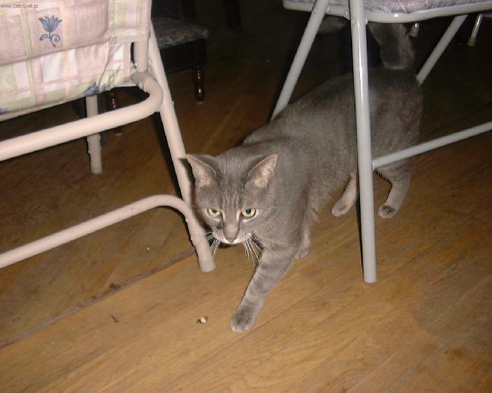 Foto: Munchkin ko�ka