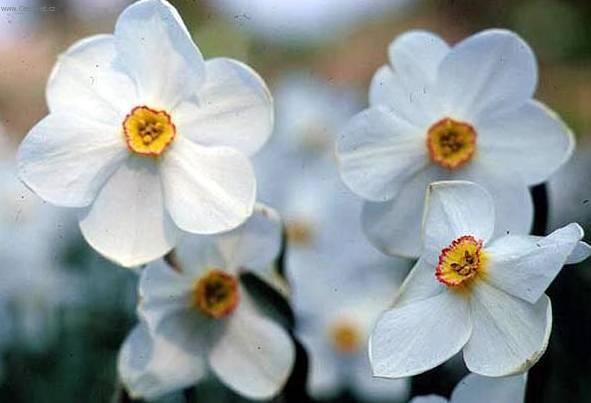 Foto: Narcis