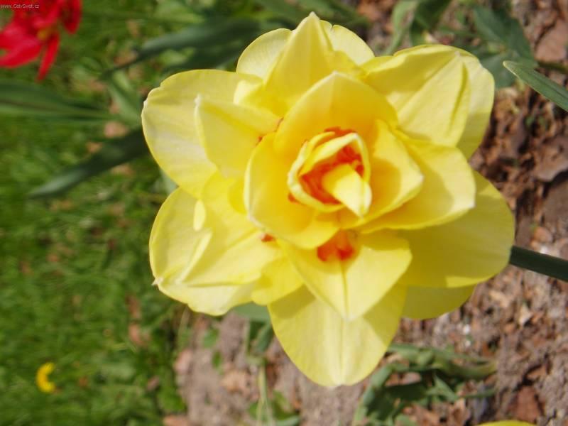 Foto: Narcis-Pestitelka: Mayda