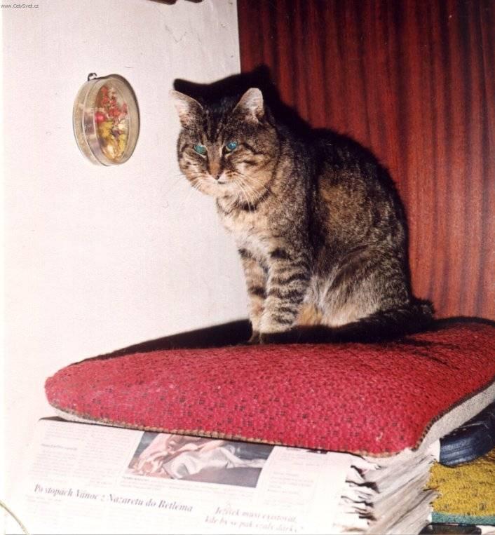 Fotky: Nemoci ko�ek (foto, obrazky)