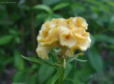 Foto: Nevadlec