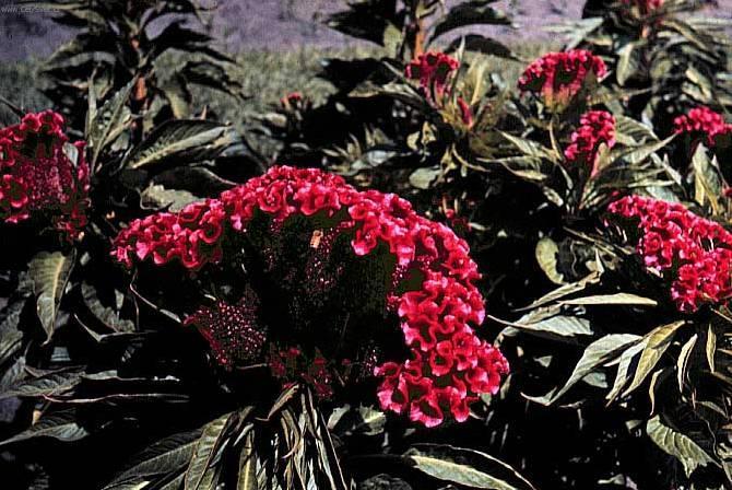 Foto: Nevadlec