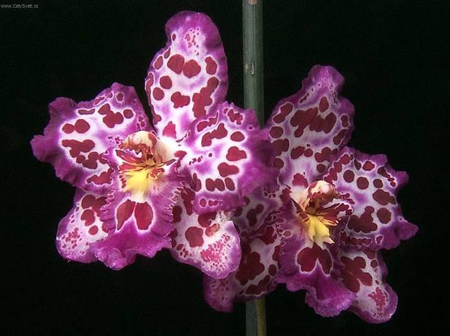 Fotky: Pafiopedilum, st�evi�n�kovec (foto, obrazky)