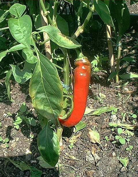 Fotky: Paprika ro�n� (foto, obrazky)