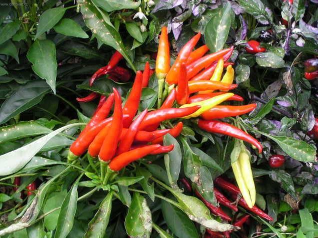 Fotky: Paprika ro�n� (foto, obrazky)