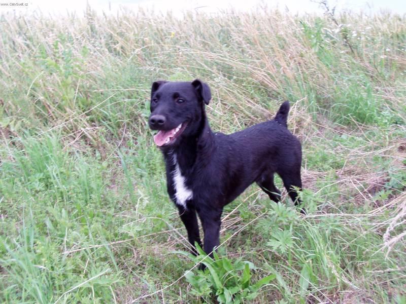 Fotky: Patterdale teri�r (foto, obrazky)