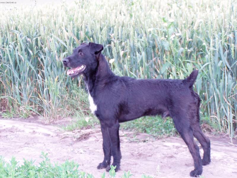 Fotky: Patterdale teri�r (foto, obrazky)