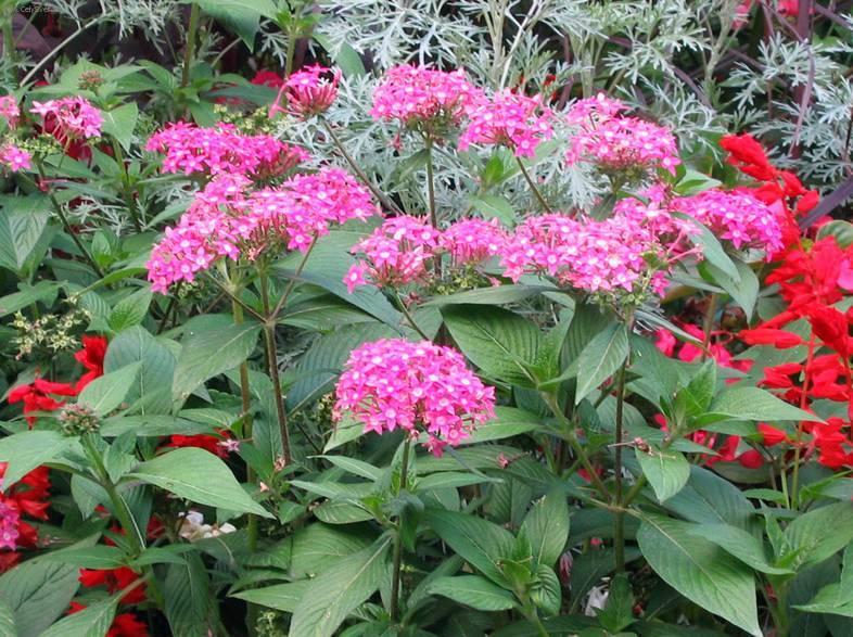 Foto: Pentas, p�tkovec
