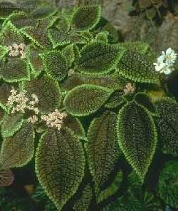 Foto: Pilea