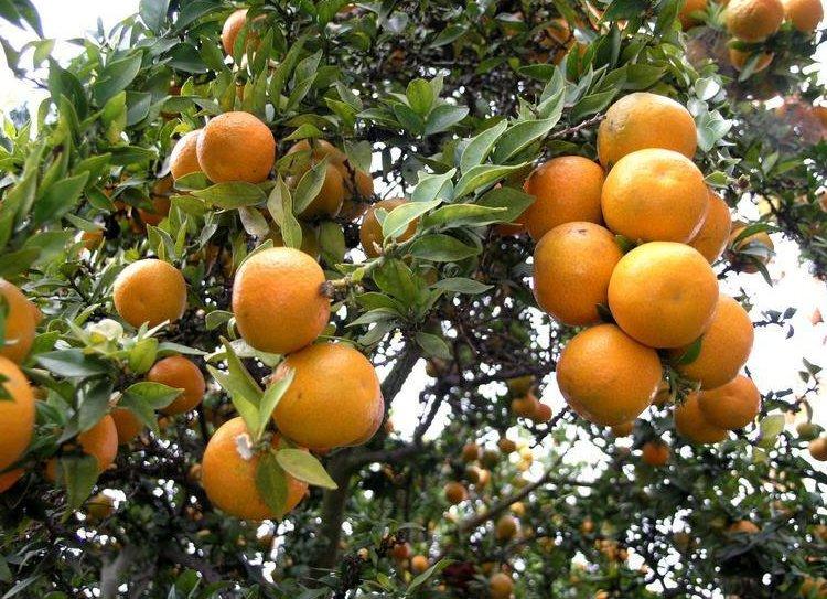 Fotky: Pomeran�ovn�k Sladk� (foto, obrazky)