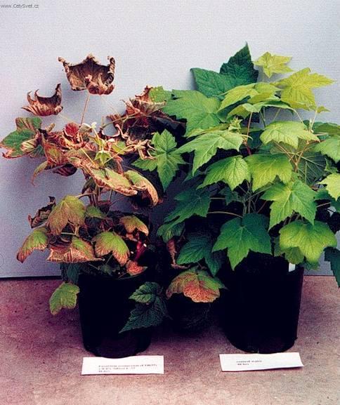 Foto: Pomoc proti nemocem-Fusarium