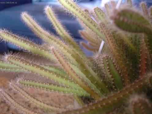 Foto: Aporocactus