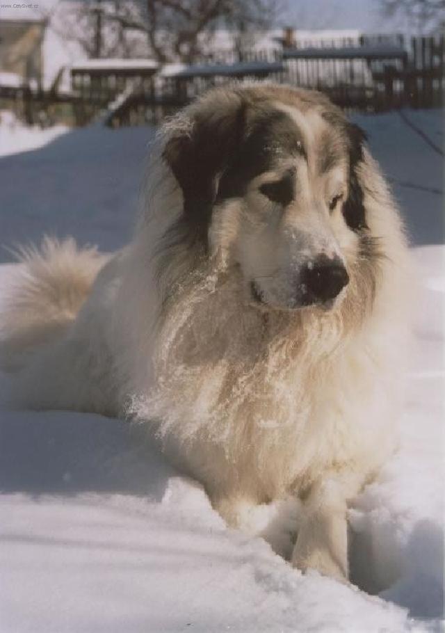 Fotky: Pyrenejsk� horsk� pes (foto, obrazky)