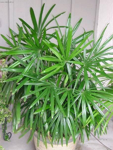 Foto: Rhapis, palmenka n�zk�