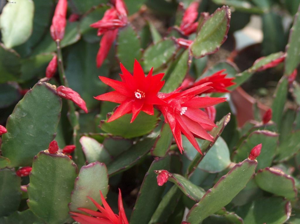 Foto: Rhipsalis
