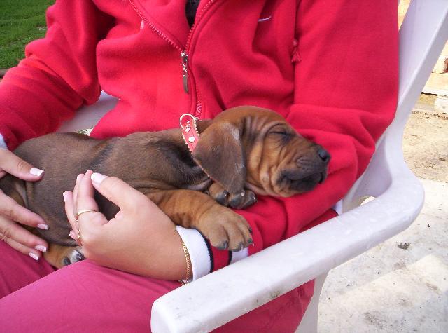 Fotky: Rhod�sk� ridgeback, Rhod�zsk� ridgeback (foto, obrazky)