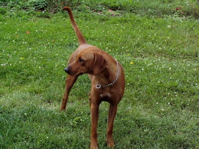 Fotky: Rhod�sk� ridgeback, Rhod�zsk� ridgeback (foto, obrazky)