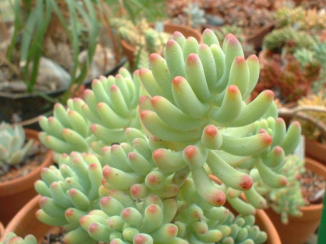 Foto: Rozchodn�k-Sedum pachyphyllum