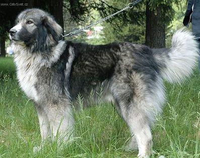 Fotky: Rumunsk� karpatin (foto, obrazky)