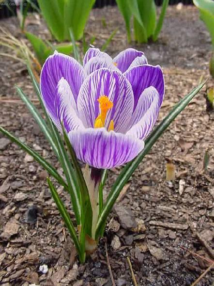 Fotky: �afr�n (foto, obrazky)