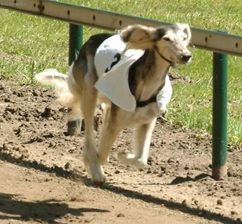 Fotky: Saluki, Persk� chrt (foto, obrazky)