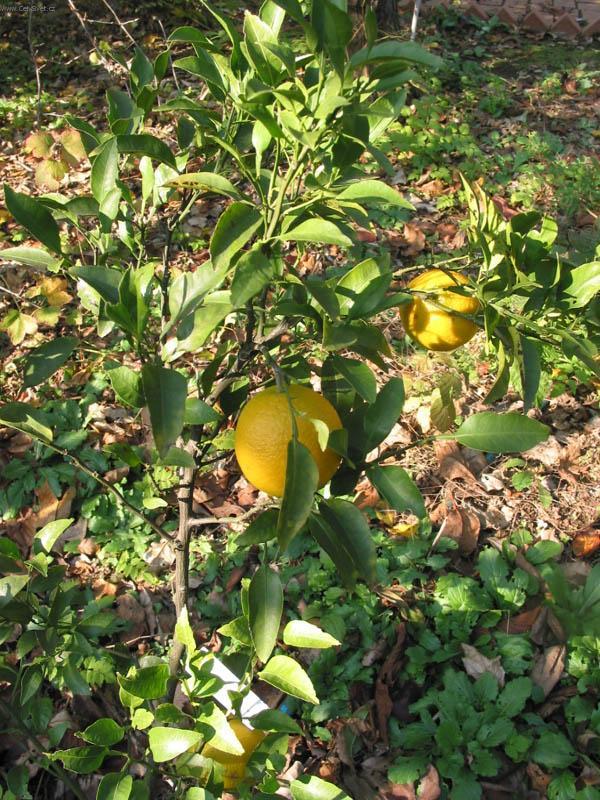 Fotky: Satsuma, mandarinka un�iu (foto, obrazky)