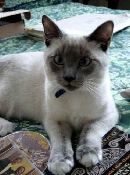 Foto: Snowshoe
