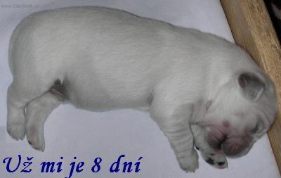 Fotky: �t�n� a v�e o n�m (foto, obrazky)