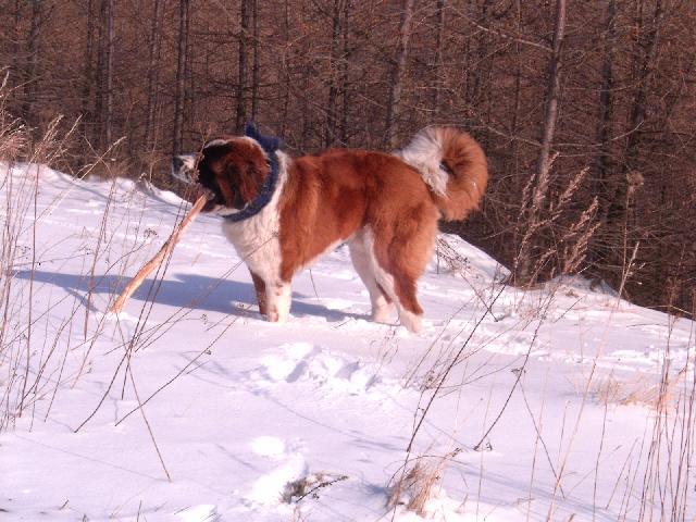 Foto: Svatobernarsk� pes-N� Bonif�cek. Majitelka: Vojtkov� Blanka (Tak tohle je n� Bernard�n a ��k�me mu Bonif�c. Je to ��asnej pes, uvedl se jako dob�e hl�daj�c� pes k domku. Dok�e vytu�it v lidech, kdo je zlej a kdo ne. Jinak je velice milej a p��telskej. Je to opravdu nejle