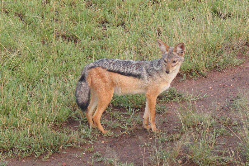 Foto: Tanzanie