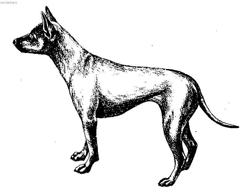 Fotky: Thajsk� ridgeback (foto, obrazky)