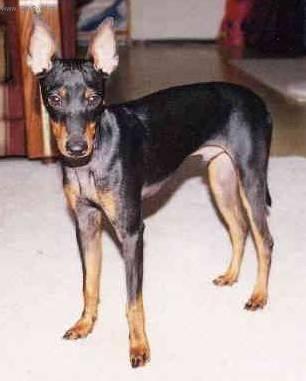 Foto: Anglick� toy-teri�r