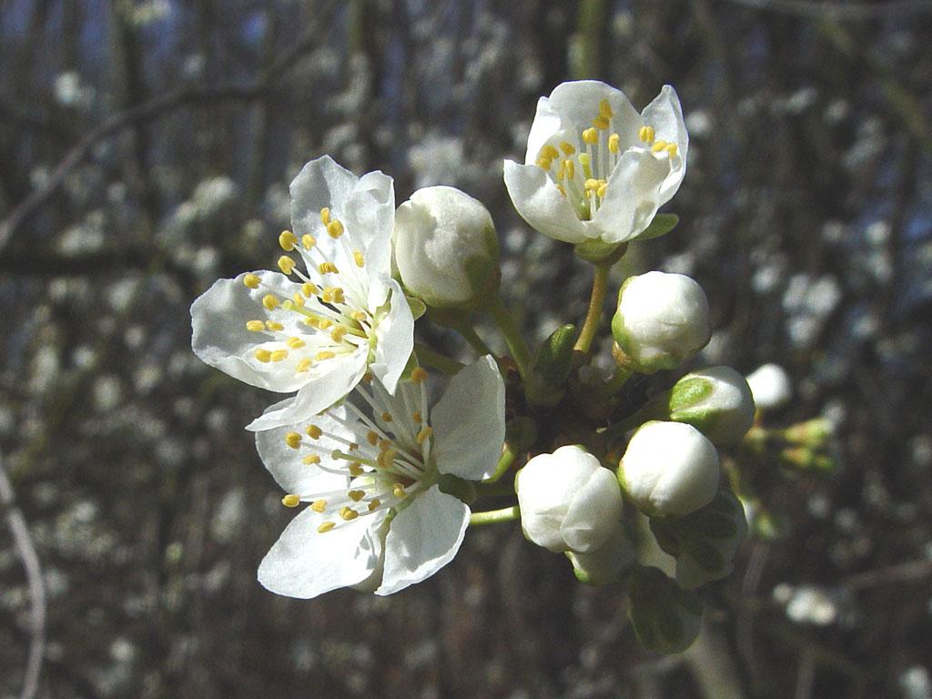Foto: Trnka Obecn�