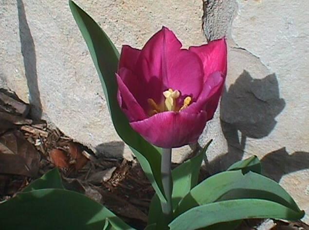 Fotky: Tulip�n (foto, obrazky)